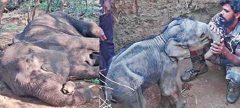 சத்தியமங்கலம் வனப்பகுதியில் உடல்நலக் குறைவால் பாதிக்கப்பட்டு மயக்கமடைந்த பெண் யானை. (அடுத்தபடம்) பெண் யானைக்கு அருகே 5 அடி ஆழ பள்ளத்தில் 2 மாதமான குட்டி யானையை இறக்கி வனத்துறையினர் பாதுகாத்து வருகின்றனர்.