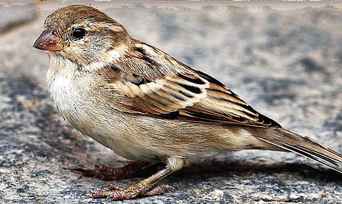 கைபேசிக் கதிர்வீச்சால் குருவிகள் காணாமல் போகவில்லை!