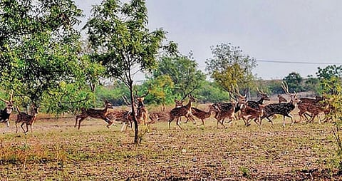 அவிநாசி அருகே புதுப்பாளையம் பகுதியில் சுற்றித்திரியும் மான் கூட்டம்.
