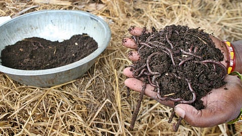 மண்புழு உரம் தயாரிக்க செயல்முறை விளக்க பயிற்சி: வேளாண் பல்கலை. அழைப்பு
