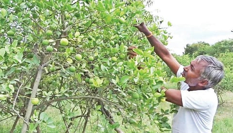 வாட்டும் வெயிலால் நுகர்வு அதிகரிப்பு: ஓசூரில் எலுமிச்சை, வெள்ளரி விலை உயர்வு