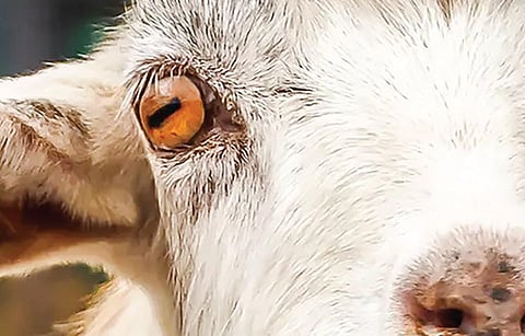 டிங்குவிடம் கேளுங்கள்: ஆடுகளின் கருவிழி செவ்வகமாக இருப்பது ஏன்?