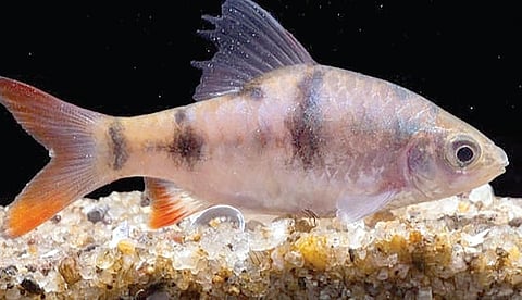 தாமிரபரணி ஆற்றில் மட்டுமே காணப்படும் ஓரிட வாழ்வி மீன் இனமான சேவல் சிறு கெண்டை மீன்