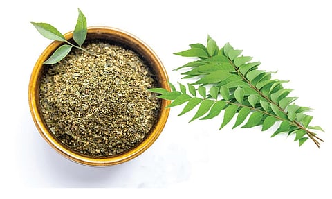 பச்சை வைரம் 26: எடையைக் குறைக்க உதவும் கறிவேப்பிலை