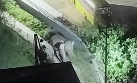 மூணாறில் யானை நடமாட்டம்: சுற்றுலா பயணிகளுக்கு எச்சரிக்கை