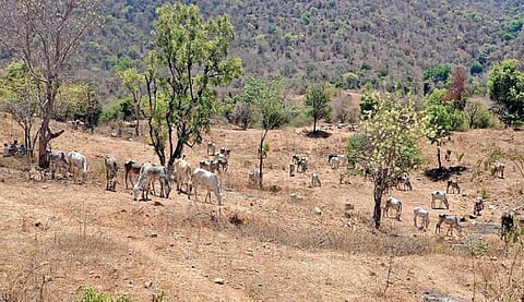தேன்கனிக்கோட்டை தடிக்கல் பகுதியில் வறண்ட நிலையில் உள்ள மேய்ச்சல் நிலத்தில் சுற்றும் நாட்டின மாடுகள்.