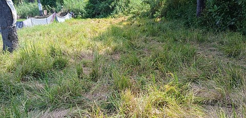 நெற்பயிரை காட்டு யானைகள் ருசி பார்த்ததால் ராஜபாளையம் விவசாயிகள் அச்சம்