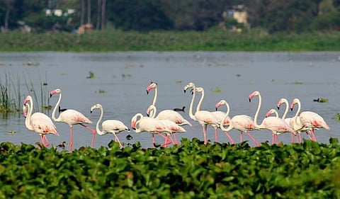 சாத்தூர் அருகே வலசை வரும் வெளிநாட்டு பறவைகள் - சரணாலயம் அமைக்கப்படுமா?