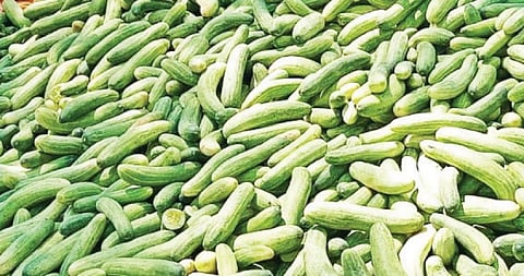 ஓசூர் பகுதியில் உள்ள கடையில் விற்பனைக்கு குவித்து வைக்கப்பட்டுள்ள வெள்ளரிக்காய்