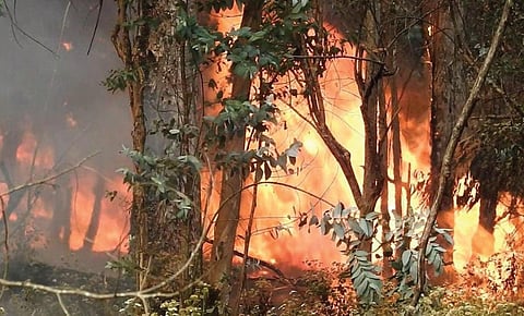 பூம்பாறை வனப் பகுதியில் பற்றி எரியும் காட்டுத் தீ.