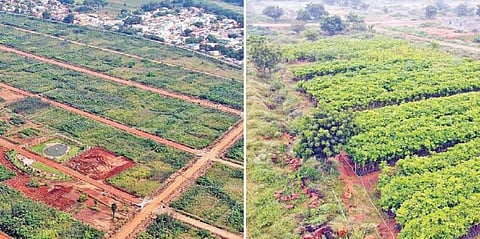 இடையகோட்டையில் அமைக்கப்பட்டுள்ள 6 லட்சம் மரக்கன்றுகளை கொண்ட மியாவாக்கி குறுங்காடு. (வலது) ஒட்டன்சத்திரம் பகுதியில் நடவு செய்வதற்காக அமைக்கப்பட்டுள்ள நர்சரியில் வளர்ந்துள்ள மரக்கன்றுகள்.