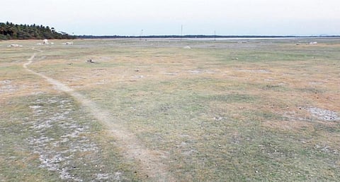 போதிய மழையின்மை மற்றும் நீர்வரத்து இல்லாததால், ஒரு பகுதி வறண்டு மேய்ச்சல் நிலம்போல மாறியுள்ள பாரூர் பெரிய ஏரி.