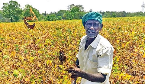 கும்பகோணம் அருகே பந்தநல்லூர் பகுதியில் போதிய தண்ணீரின்றி கருகிய சோயா பீன்ஸ் செடிகளை காட்டும் விவசாயி.