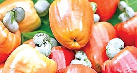 குமரியில் அறுவடை செய்யப்பட்ட கொல்லாம்பழங்களில் திரட்சியாக விளைந்துள்ள முந்திரிபருப்பு.