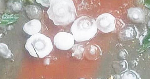 ராயக்கோட்டை, சூளகிரி பகுதியில் சூறைக்காற்றுடன் பெய்த ஆலங்கட்டி மழை