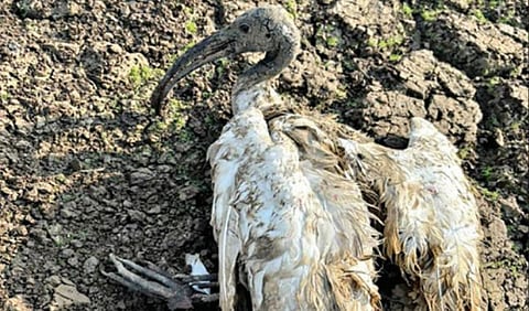 மேட்டூரை அடுத்த பண்ணவாடியில் 2 கால்கள் உடைந்த நிலையில் காணப்பட்ட வெள்ளை
அரிவாள் மூக்கன் பறவை.