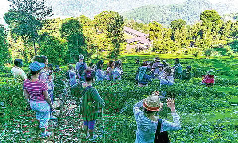 வணிகவழி வேளாண் சுற்றுலா 6: வேளாண் சுற்றுலாவும் வருமானமும்