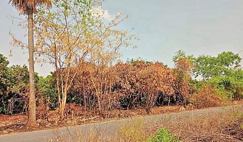 மத்தூர் அருகே கூச்சூரிலிருந்து பர்கூர் செல்லும் சாலையோரம் உள்ள மாந்தோட்டத்தில் ஏற்பட்ட தீ விபத்தில் எரிந்து சேதமான மா மரங்கள்.