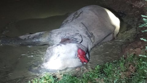 ரயில் மோதி உயிரிழந்த யானை