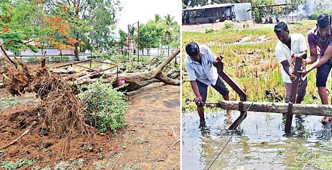 கிருஷ்ணகிரி சிட்கோ பூங்காவில் பலத்த காற்றுக்கு வேருடன் சாய்ந்த மரம். (அடுத்த படம்) காவேரிப்பட்டணத்தில் பலத்த காற்றுக்கு சாய்ந்து விழுந்த மின் கம்பத்தை சீரமைக்கும் பணியில் ஈடுபட்ட மின் ஊழியர்கள்.
