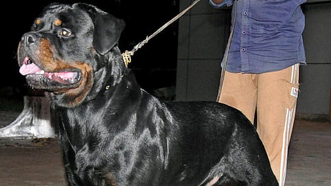 தமிழகத்தில் ராட்வைலர் உள்ளிட்ட 23 வகை நாய் இனங்களுக்கு தடை - அரசு அதிரடி