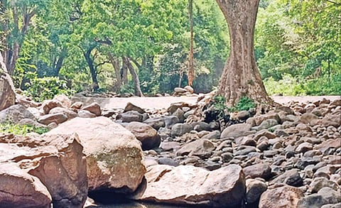 ராஜபாளையத்தில் நீரின்றி வறண்ட அய்யனார் கோயில் ஆறு