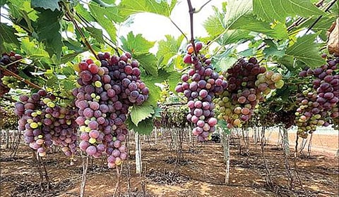 சிறுமலை அடிவாரம் வெள்ளோடு கிராம பகுதியில் விளைந்துள்ள திராட்சை பழங்கள். | படம்: நா.தங்கரத்தினம் |