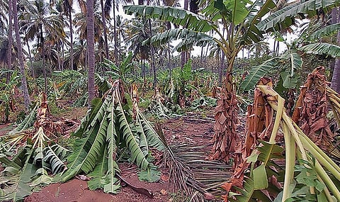 ஆனைமலை அருகே வேட்டைக்காரன் புதூர் பகுதியில் சூறாவளி காற்றில் சேதமடைந்த வாழை மரங்கள்.

| படம்.எஸ்.கோபு |