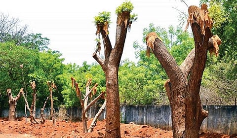 திருச்சி அரசு சட்டக் கல்லூரி  வளாகத்தில் வெட்டப்படாமல் உரிய பாதுகாப்புடன் அகற்றப்பட்டு, நடப்பட்ட மரங்களில் துளிர்விட்டு வரும் இலைகள்.படம். ர.செல்வமுத்துகுமார்