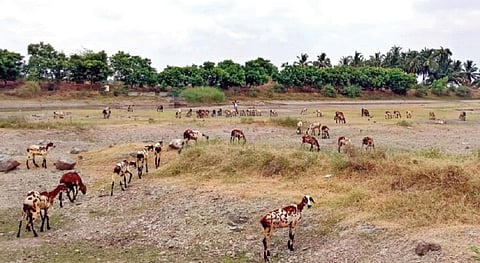 கடலையூர் அருகே கருப்பூரில் உள்ள கண்மாயில் தண்ணீர் வற்றி மைதானமாக உள்ளது. அதில் உள்ள புற்களை ஆடுகள் மேய்கின்றன.