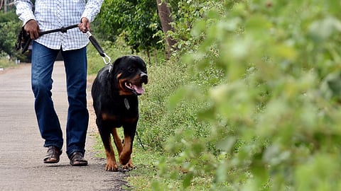 தட்பவெப்ப நிலைக்கேற்ப நாய் இனங்களை தேர்ந்தெடுத்து வளர்க்க வேண்டும்: மோப்ப நாய் பிரிவு முன்னாள் ராணுவ அதிகாரி அறிவுறுத்தல்