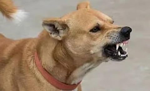 டிங்குவிடம் கேளுங்கள்? - வளர்ப்பு நாய் கடிப்பது ஏன்?