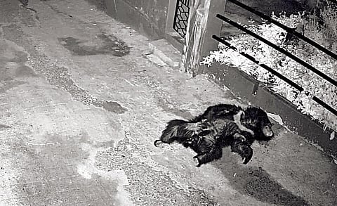 குன்னூரில் வீட்டின் முன்புறம் படுத்து உறங்கிய கரடி.