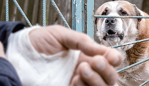 நாய்க்கடி பிரச்சினை: தீர்வின் திசைவழி