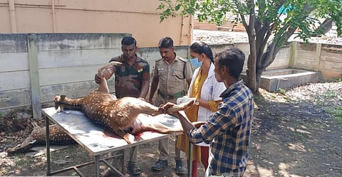 பாரதியார் பல்கலை. பகுதியில் நாய்கள் கடித்ததில் 3 மான்கள் உயிரிழப்பு