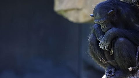 இறந்து போன தனது குட்டியுடன் நடாலியா சிம்பன்சி குரங்கு