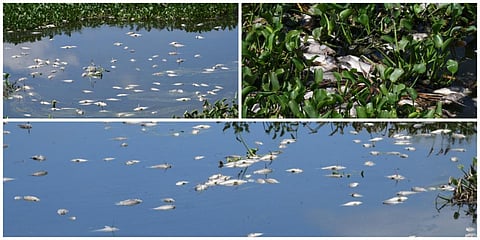 திருப்பூர் நஞ்சராயன் குளத்தில் செத்து மிதக்கும் மீன்கள்