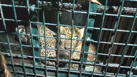 பாபநாசம்: குடியிருப்பு பகுதிகளில் சுற்றித்திரிந்த 3 சிறுத்தைகள் கூண்டுவைத்து பிடிப்பு