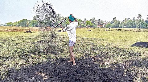 காவிரி டெல்டாவில் பெய்துவரும் தொடர் மழையால், தஞ்சாவூர் அருகே காசவளநாடு தெக்கூர் பகுதியில் குறுவை சாகுபடி மேற்கொள்ளும் வயலில் உரமிடும் பணியில் ஈடுபட்டுள்ள விவசாயி. படம்: ஆர்.வெங்கடேஷ்