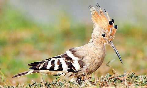 கொண்டலாத்தி 
| படம்: சுபத்ரா தேவி |