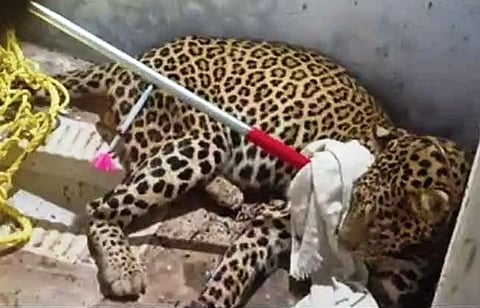 கூடலூர் அருகே வீட்டில் பிடிபட்ட சிறுத்தை முதுமலை வனத்தில் விடுவிப்பு