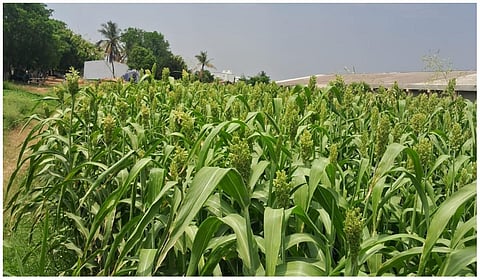 சிறுதானிய உற்பத்தி