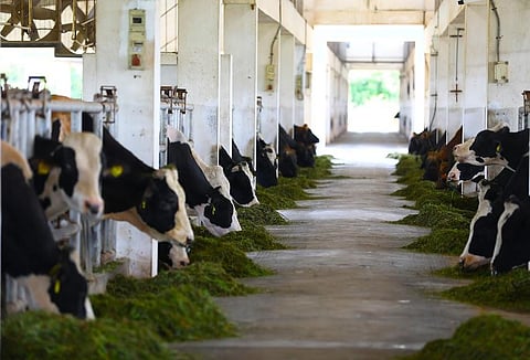 பசுக் கன்று மட்டுமே ஈனுவதற்கு வழிவகுக்கும் உள்நாட்டுத் தொழில்நுட்பம்!