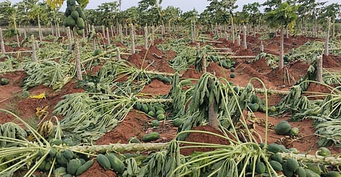 காப்புலிங்கம்பட்டி கிராமத்தில் வீசிய சூறைக்காற்றில் பப்பாளி மரங்கள் சாய்ந்து கீழே விழுந்து கிடக்கின்றன.