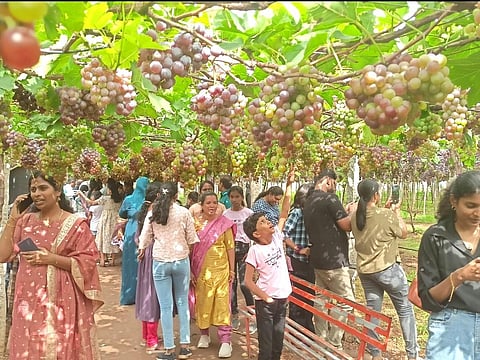 தேனி மாவட்டம் கூடலூர் அருகே உள்ள திராட்சை தோட்ட சுற்றுலா மையத்தை ரசிக்கும் கேரள சுற்றுலா பயணிகள். | படம்: என்.கணேஷ்ராஜ்.