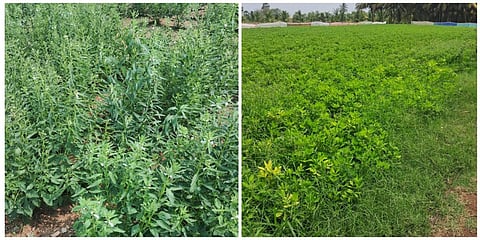 கோவையில் எண்ணெய் வித்துப் பயிர்களின் உற்பத்தியை அதிகரிக்க ரூ.54 லட்சம் மானியம் ஒதுக்கீடு