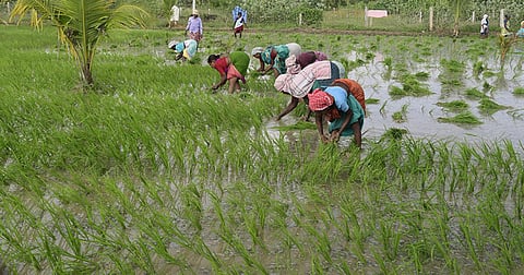 குறுவை சாகுபடிக்கு மேட்டூர் அணை தண்ணீர் திறக்க வாய்ப்புக் குறைவு: அமைச்சர் எம்.ஆர்.கே. பன்னீர்செல்வம்