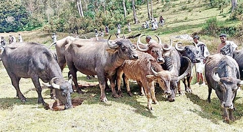 தோடர் பழங்குடியினர் வளர்க்கும் எருமைகள்.