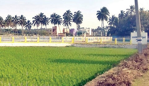 நாகர்கோவில் அருகே வேகமாக வீட்டு மனைகளாக மாறிவரும் நெல்வயல் பரப்புகள்.