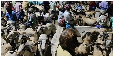 கடலூர் மாவட்டம் வேப்பூர் ஆட்டுச் சந்தை